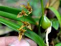 Crawling Bulb-Leaf Orchid